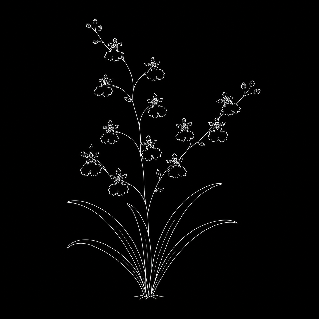 Oncidium orchid line drawing